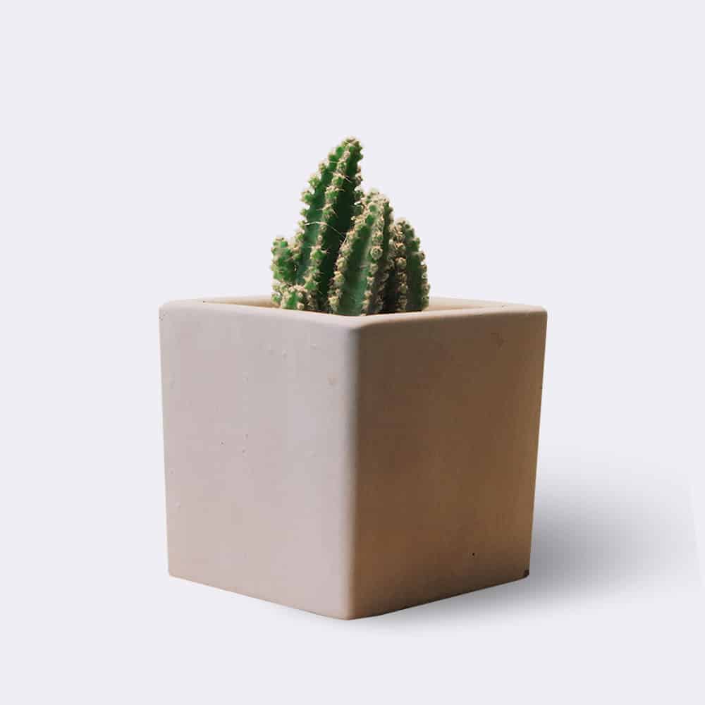 Home Cactus2 Free Img 1