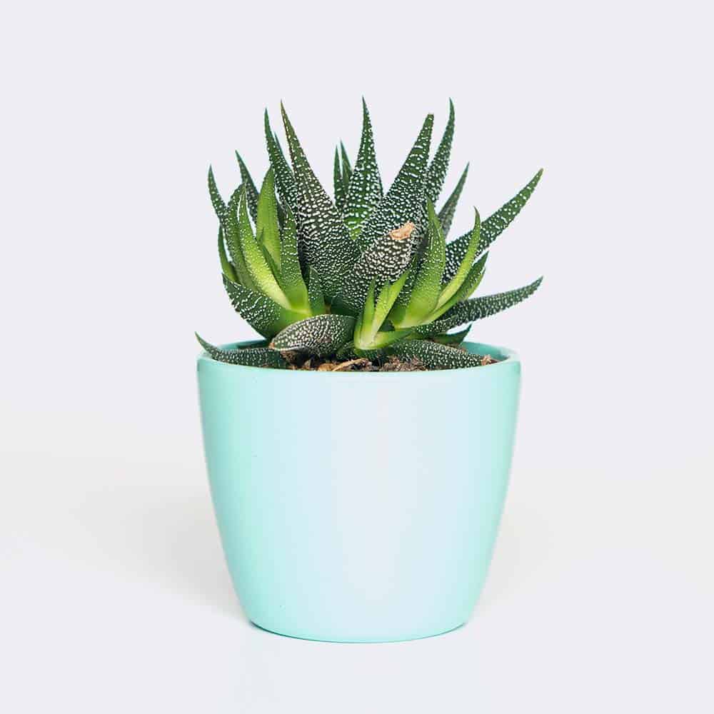 Home Plant6 Free Img 1